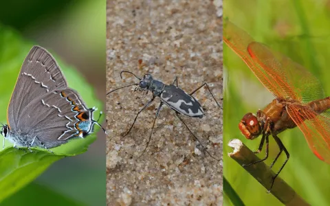 A collage of different bugs, including a butterfly, beetle, and a skimmer.