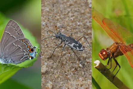 Insect Art Show: Another Look, Another World