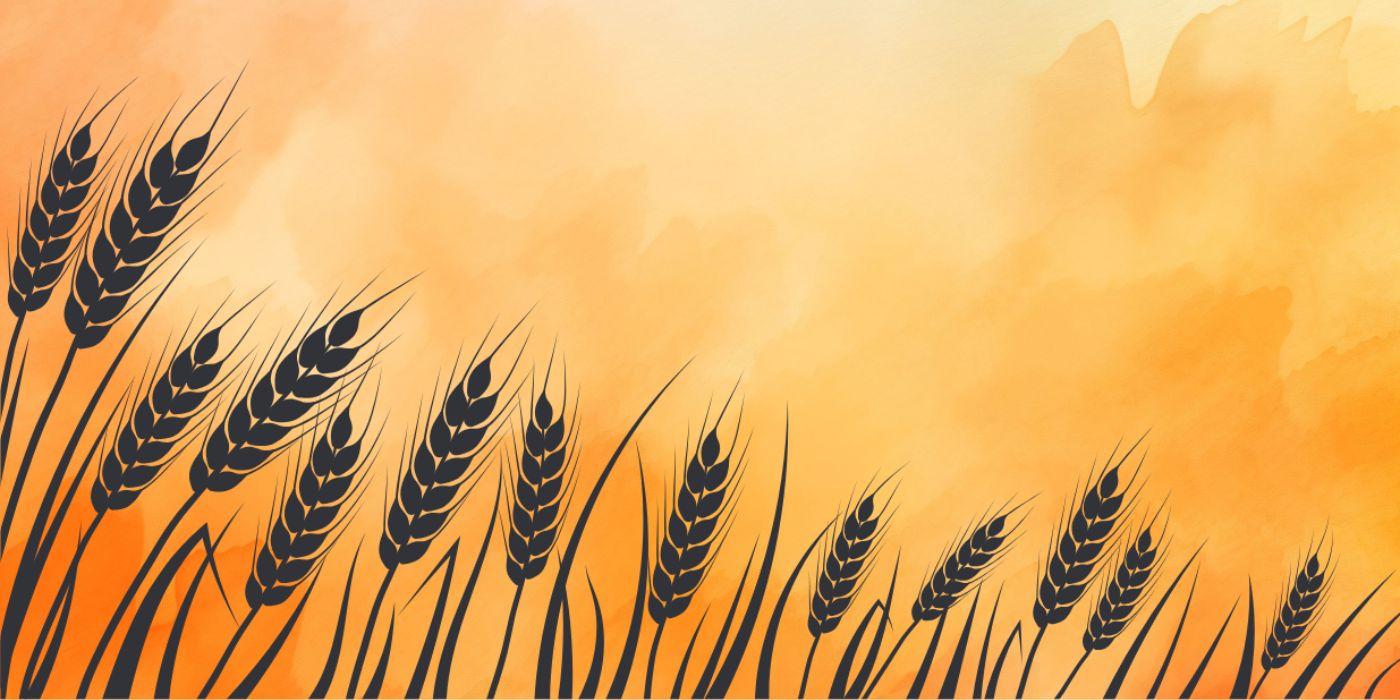 Wheat field.